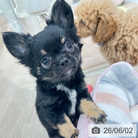 チワワの写真