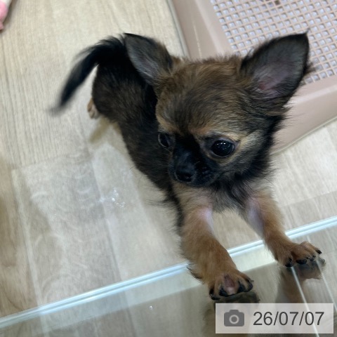 大阪府のチワワ(ロング) (ペットプラス 堺北花田店/2026年3月29日生まれ/女の子/セーブル)の子犬の3枚目の画像