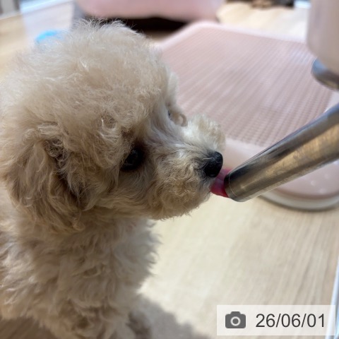 トイ・プードルの写真