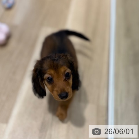 ミニチュア・ダックスフンドの写真