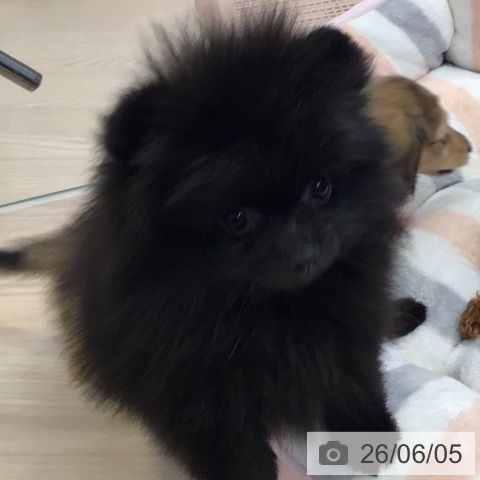 ポメラニアンの写真