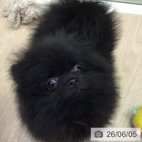 ポメラニアンの写真
