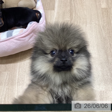 ポメラニアンの写真