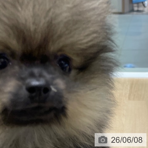 長野県のポメラニアン (ペットプラス 須坂店/2026年4月1日生まれ/女の子/ウルフセーブル)の子犬の4枚目の画像
