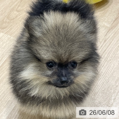長野県のポメラニアン (ペットプラス 須坂店/2026年4月1日生まれ/女の子/ウルフセーブル)の子犬の3枚目の画像