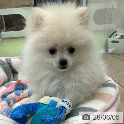 ポメラニアンの写真