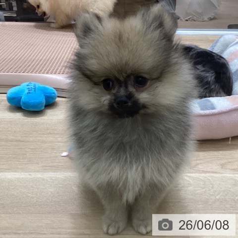 宮城県のポメラニアン (ペットプラス 名取店/2026年3月29日生まれ/男の子/クリームセーブル)の子犬の4枚目の画像
