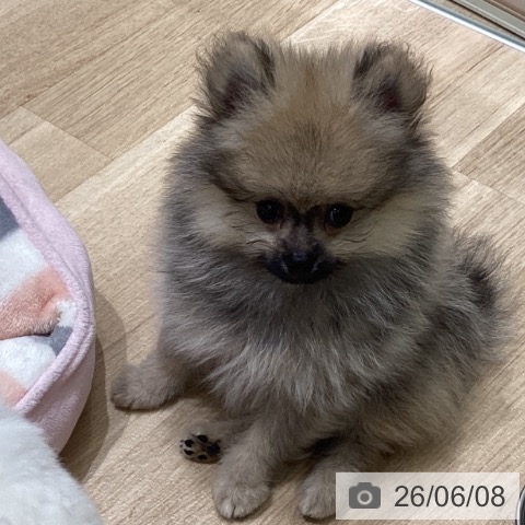 宮城県のポメラニアン (ペットプラス 名取店/2026年3月29日生まれ/男の子/クリームセーブル)の子犬の3枚目の画像