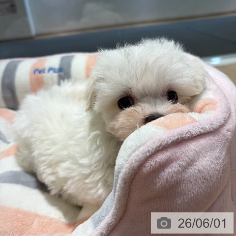 マルチーズの写真