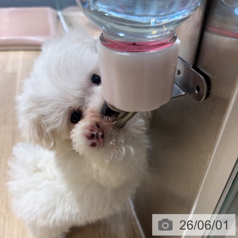 マルチーズの写真