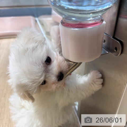 マルチーズの写真