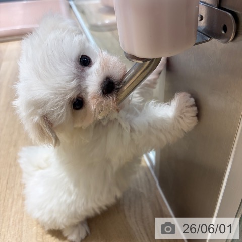 マルチーズの写真