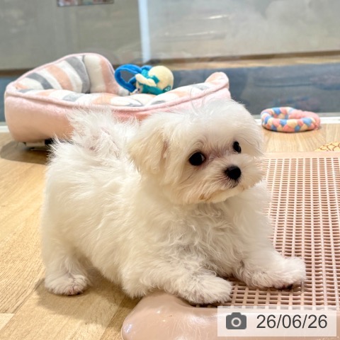 大阪府のマルチーズ (ペットプラス イオン大日店/2026年4月2日生まれ/男の子/ホワイト)の子犬の4枚目の画像