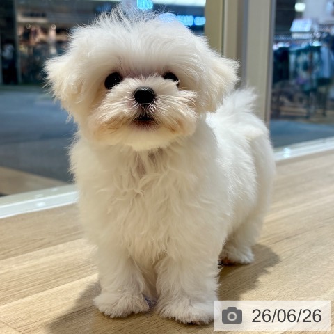 大阪府のマルチーズ (ペットプラス イオン大日店/2026年4月2日生まれ/男の子/ホワイト)の子犬の3枚目の画像