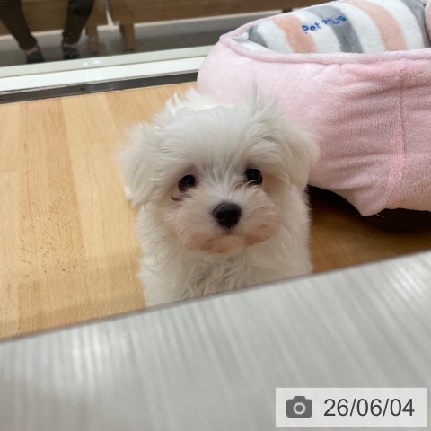 マルチーズの写真