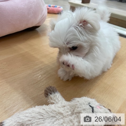 マルチーズの写真