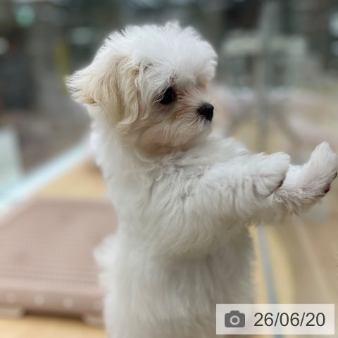 マルチーズの写真