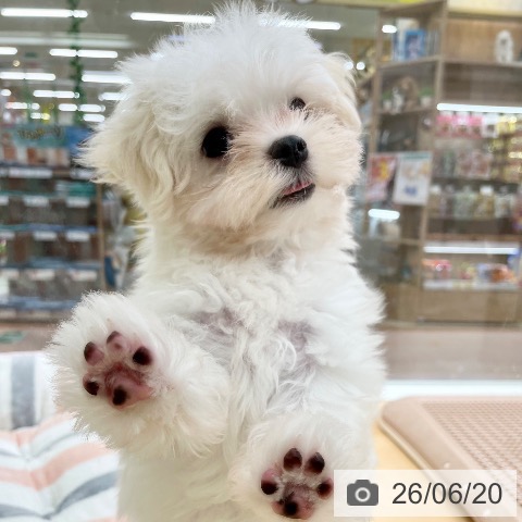 京都府のマルチーズ (ペットプラス 醍醐店/2026年4月2日生まれ/女の子/ホワイト)の子犬の4枚目の画像