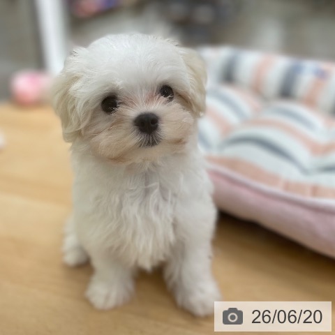 京都府のマルチーズ (ペットプラス 醍醐店/2026年4月2日生まれ/女の子/ホワイト)の子犬の3枚目の画像