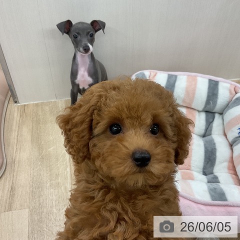 新潟県のイタリアングレーハウンド (ペットプラス 新潟南店/2026年4月2日生まれ/女の子/ブルーホワイト)の子犬の3枚目の画像
