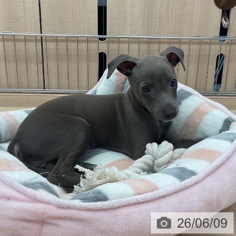 埼玉県のイタリアングレーハウンド (ペッツワン 浦和美園店/2026年4月2日生まれ/男の子/ブルーホワイト)の子犬の4枚目の画像