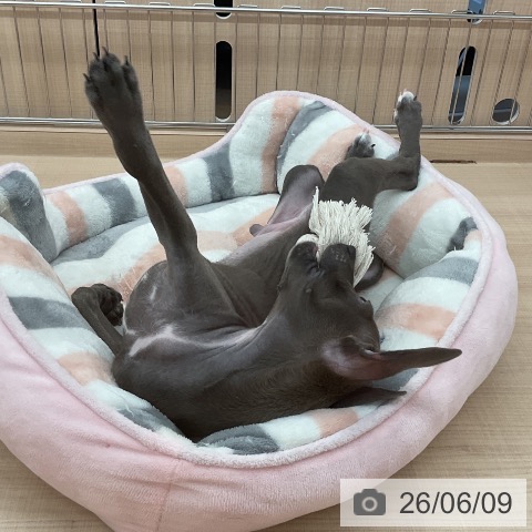 埼玉県のイタリアングレーハウンド (ペッツワン 浦和美園店/2026年4月2日生まれ/男の子/ブルーホワイト)の子犬の3枚目の画像