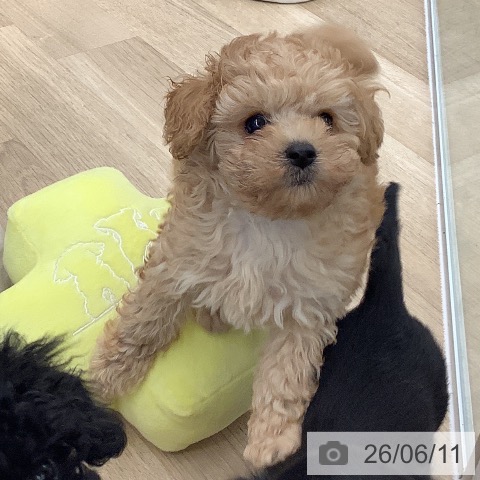 大阪府のトイプードル(トイ) (ペットプラス りんくう泉南店/2026年4月2日生まれ/男の子/アプリコット)の子犬の3枚目の画像