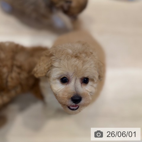 トイ・プードルの写真