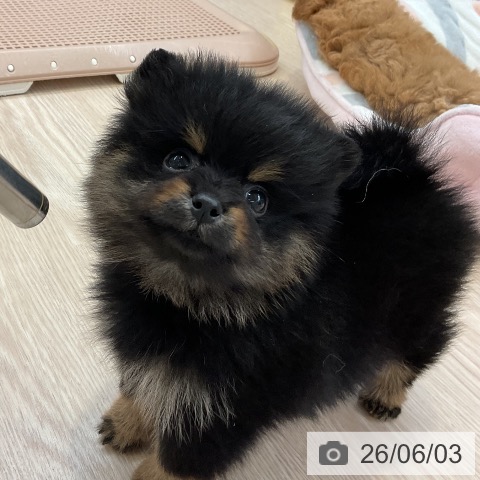 大阪府のポメラニアン (ペットプラス ららぽーと和泉店/2026年4月1日生まれ/女の子/ブラックタン)の子犬の4枚目の画像