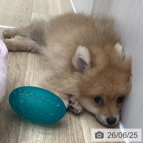 ポメラニアンの写真
