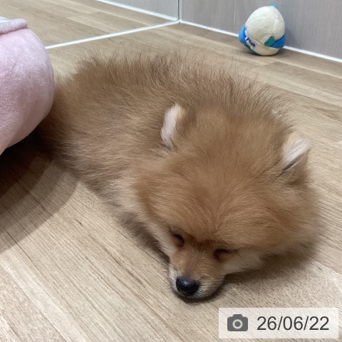 ポメラニアンの写真