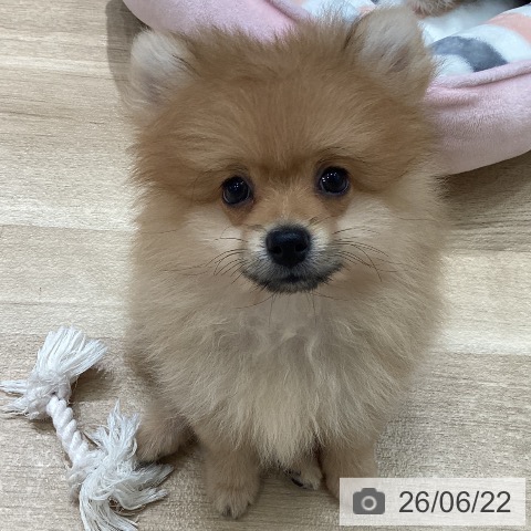 ポメラニアンの写真