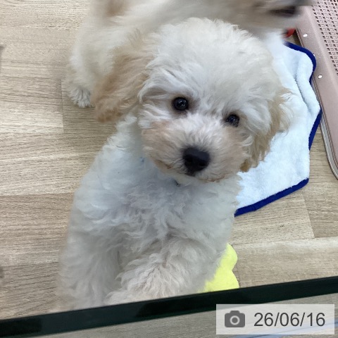 大阪府のトイプードル(トイ) (ペットプラス 松原店/2026年4月1日生まれ/男の子/クリーム)の子犬の3枚目の画像