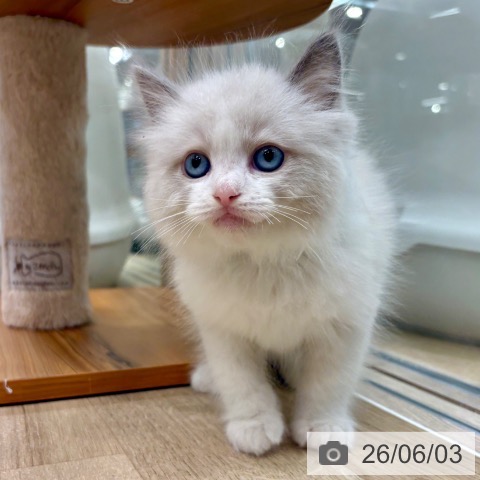 ラグドールの写真