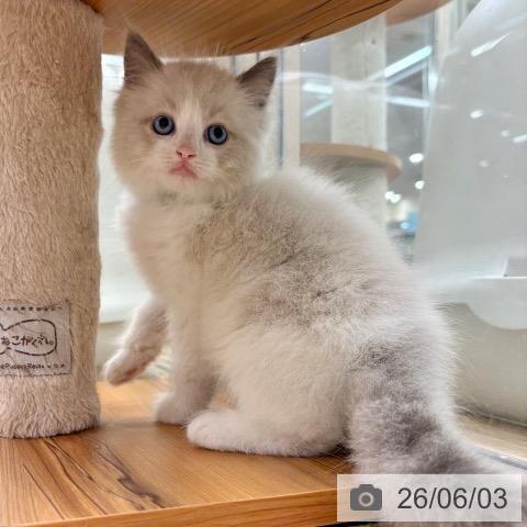 ラグドールの写真