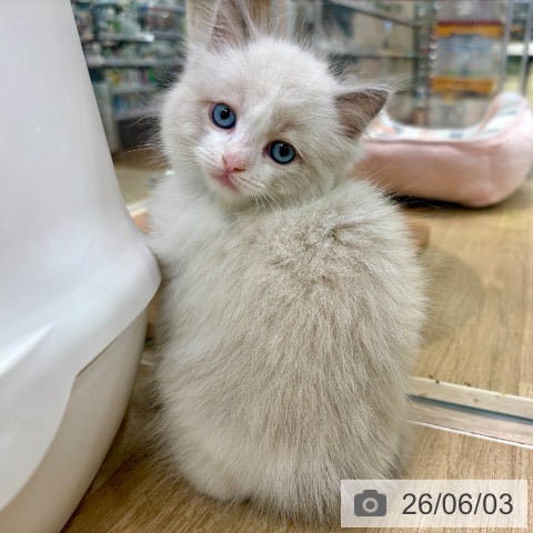 ラグドールの写真