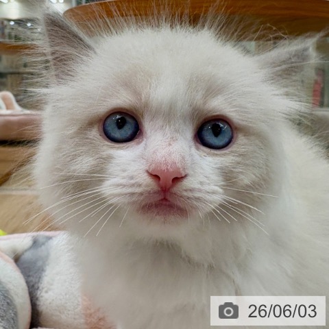 ラグドールの写真