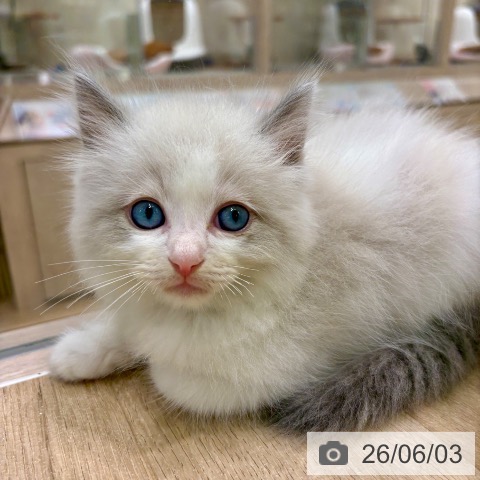 ラグドールの写真