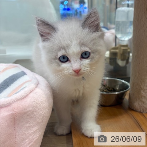 大阪府のラグドール (ペットプラス イオン大日店/2026年4月2日生まれ/男の子/ブルーポイントバイカラー)の子猫の4枚目の画像