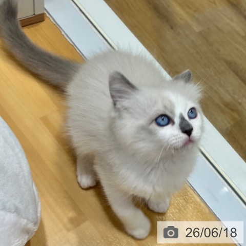 大阪府のラグドール (ペットプラス 堺鉄砲町店/2026年4月2日生まれ/女の子/ブルーポイントバイカラー)の子猫の3枚目の画像