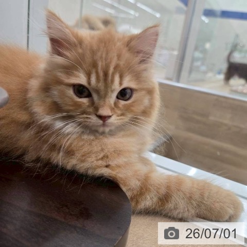 大阪府のラガマフィン (ペットプラス 松原店/2026年3月26日生まれ/男の子/レッドタビー)の子猫の3枚目の画像