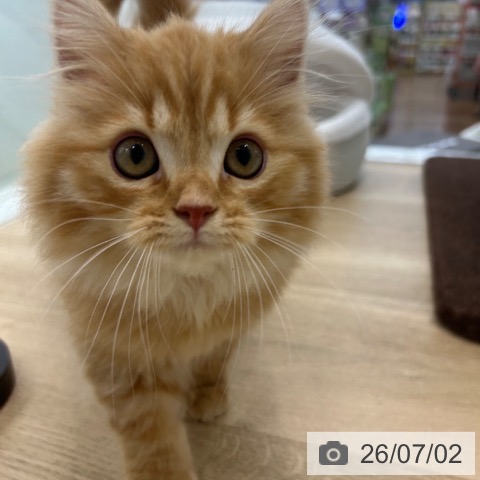 ラガマフィンの写真