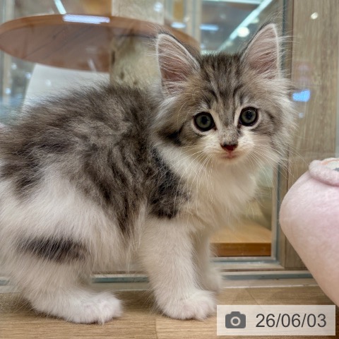ノルウェージャンフォレストキャットの写真