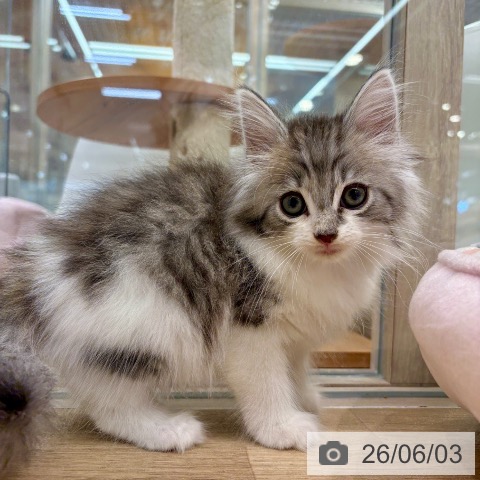 ノルウェージャンフォレストキャットの写真