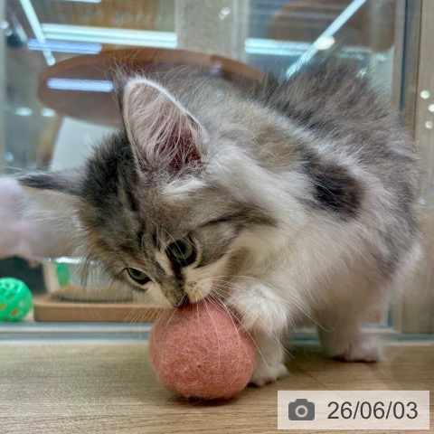 ノルウェージャンフォレストキャットの写真