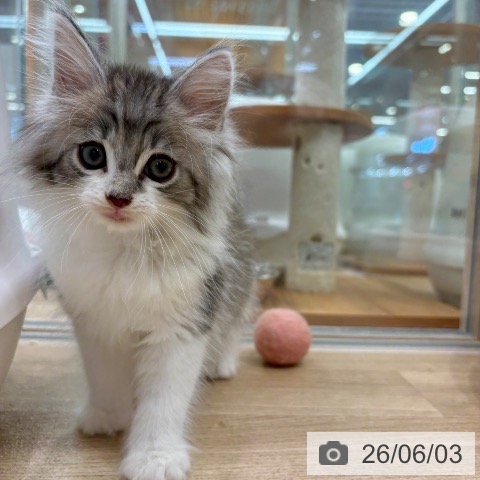 ノルウェージャンフォレストキャットの写真