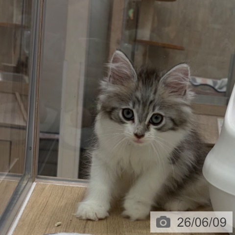 大阪府のノルウェージャンフォレストキャット (ペットプラス イオン大日店/2026年4月3日生まれ/男の子/ブルータビーホワイト)の子猫の4枚目の画像