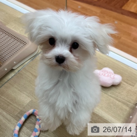 兵庫県のマルチーズ (ペットプラス 姫路大津店/2026年4月3日生まれ/男の子/ホワイト)の子犬の4枚目の画像