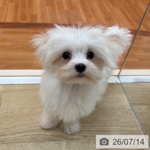 兵庫県のマルチーズ (ペットプラス 姫路大津店/2026年4月3日生まれ/男の子/ホワイト)の子犬の3枚目の画像