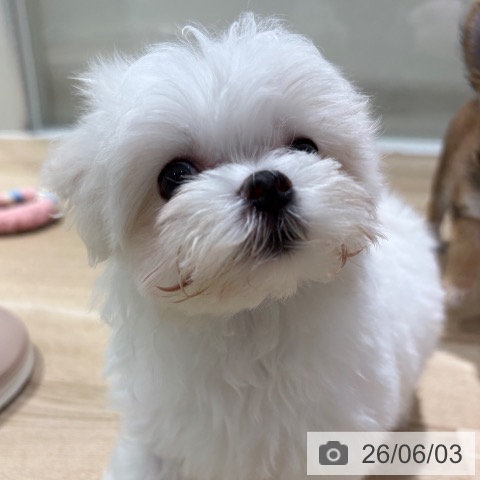 マルチーズの写真